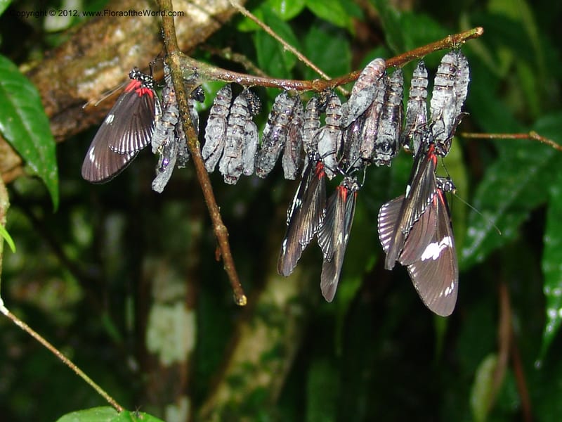 Heliconius--Ecuador. Prov. Pichincha. Reserva Guaycuyacu. 11 Feb 05. 037.jpg