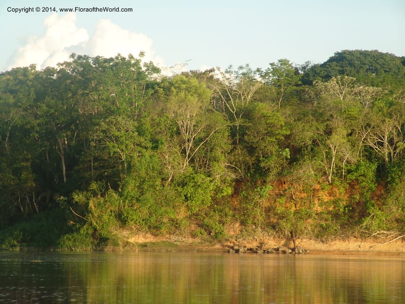 Rio Madre de Dios--Peru. Edo. Madre de Dios. 22 Oct 05. 311.jpg