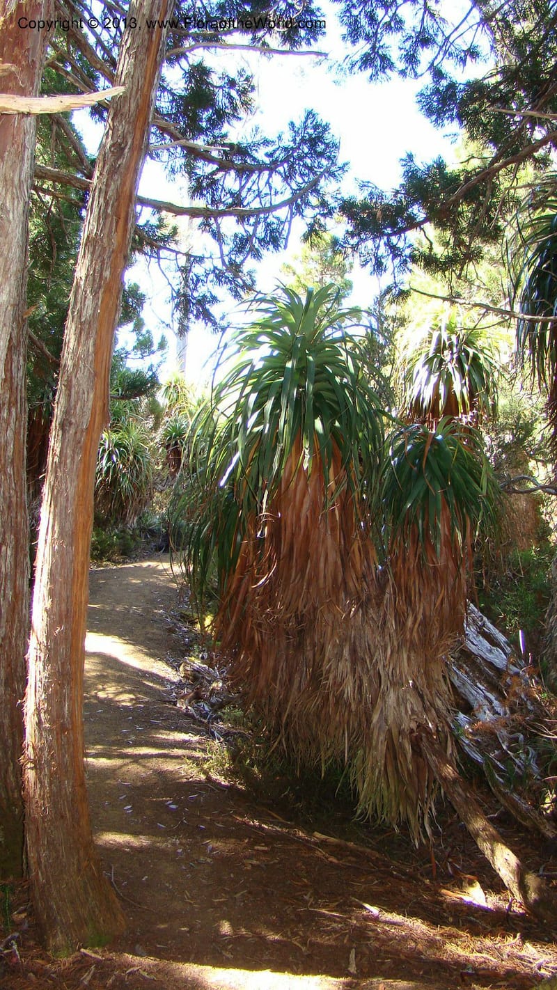Tasmania. Mt. Field N. P. Near Lake Dobson. 29 Jan 2010. 003.jpg