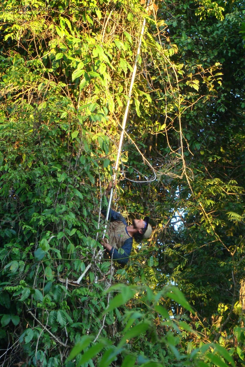 Peru. Loreto. Dist. Nauta. Miraflores, Rio Tigre. 8 Nov 08. 392.jpg