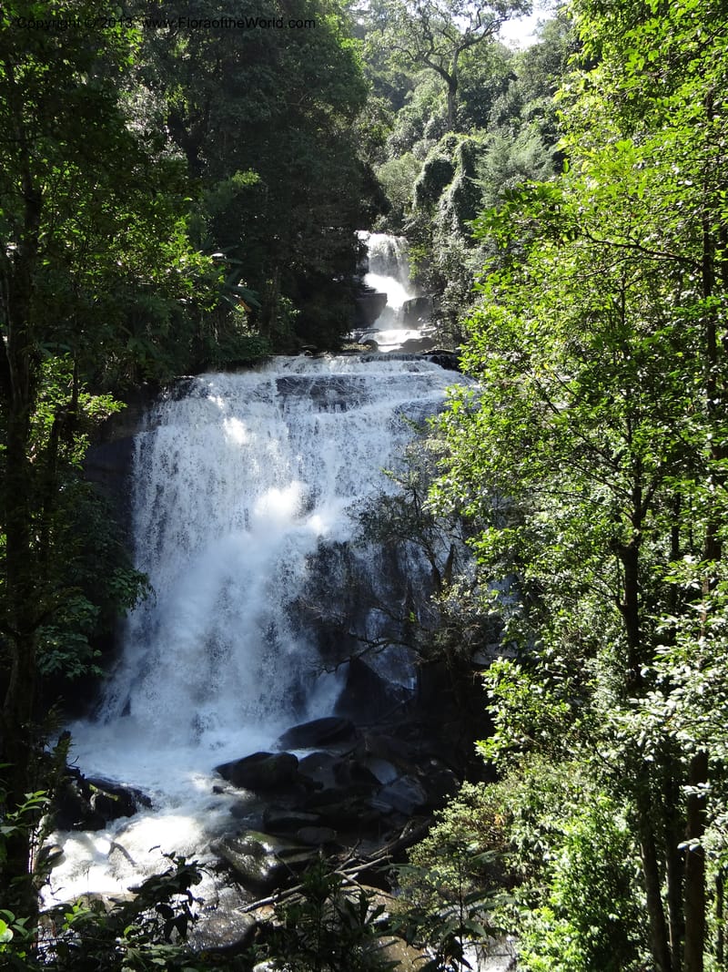 Thailand. Chiang Mai Prov. Doi Inthanon Nat. Park. 9 Nov 2012. DSC08345 (34).JPG