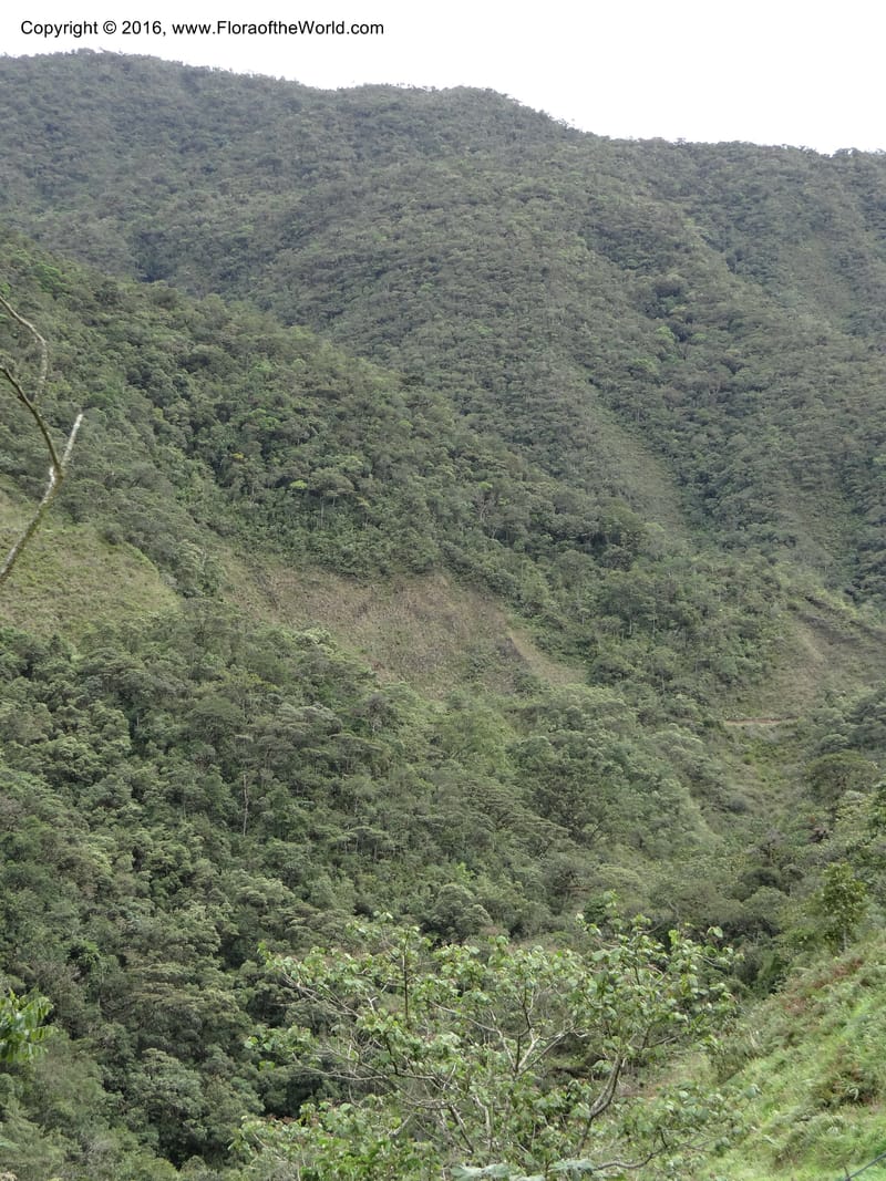 Ecuador. Zamora-Chinchipe. San francisco habitat. DSC05230 (1).JPG