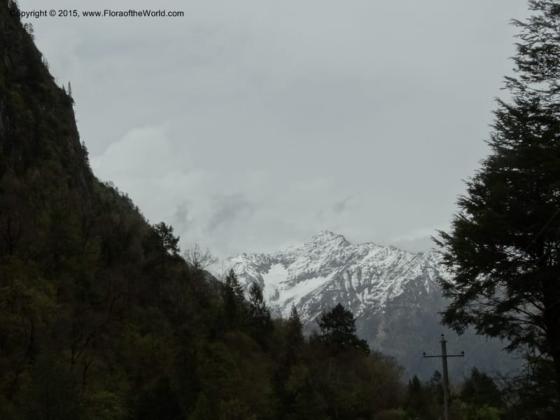 China. Sichuan. XiaYingShan to XiangZhai. 10 May 2014. DSC05109 (218).JPG