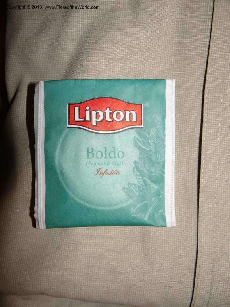 Peumus boldus tea bag. Tanume. 13 Feb 2013. DSC00591 (5).JPG