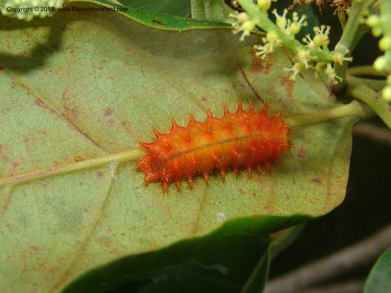 Caterpillar on Alchornea--Bolivia. Pq. Nac. Madidi. Laguna Chalalan. 26 Nov 04. 554.jpg
