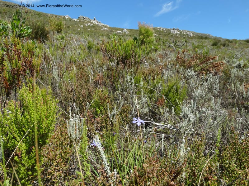 South Africa. Western Cape. Franschhoek Pass. 18 Jan 2014. DSC00120 (64).JPG
