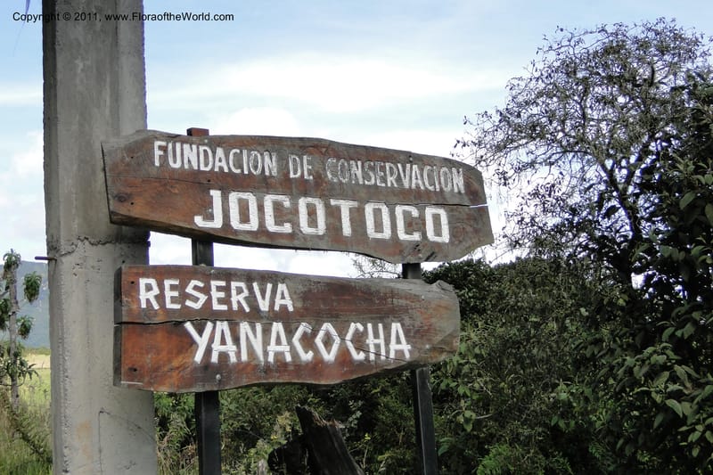 Ecuador. Pichincha. Reserva Yanacocha. 11 Jun 2011. 053.jpg
