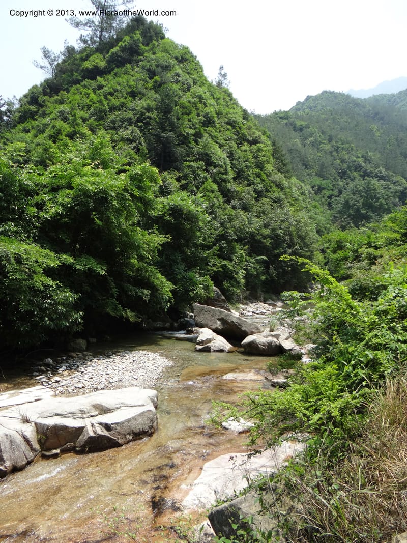 China. Zhejiang Prov. Shunxi Village. 28 May 2012. DSC00347 (73).JPG