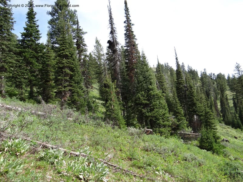 ID. Bear Lake Co. Mt. Sherman. 13 Jul 2012. DSC03473 (38).JPG
