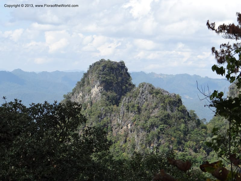Thailand. Chiang Mai Prov. Doi Chiang Dao Wildl. Sanctuary. 11 Nov 2012. DSC08648 (106).JPG