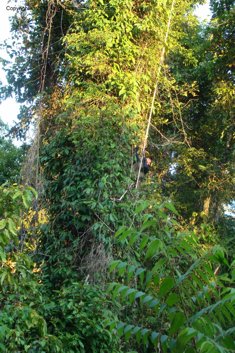 Peru. Loreto. Dist. Nauta. Miraflores, Rio Tigre. 8 Nov 08. 394.jpg