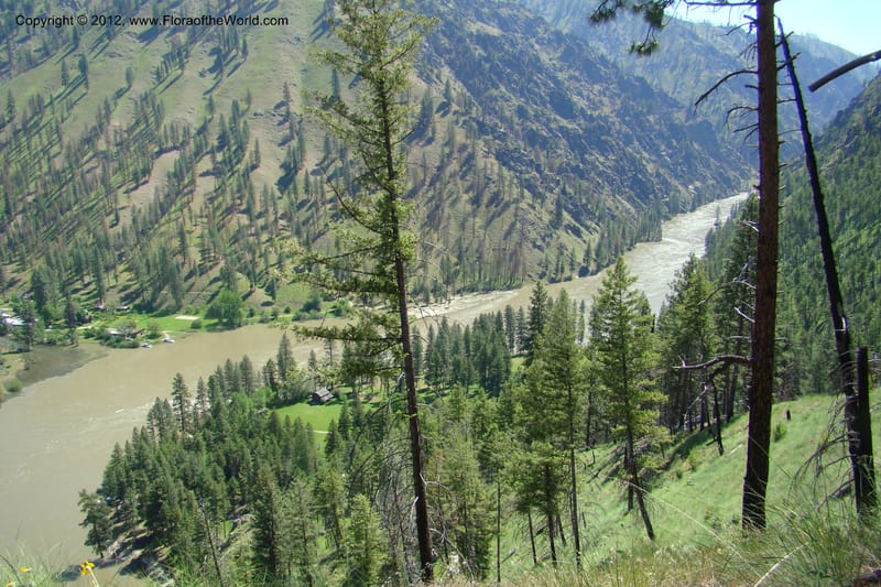 Idaho. Idaho Co. Salmon River. Polly Bemis Ranch. 27 May 2009. 194.jpg