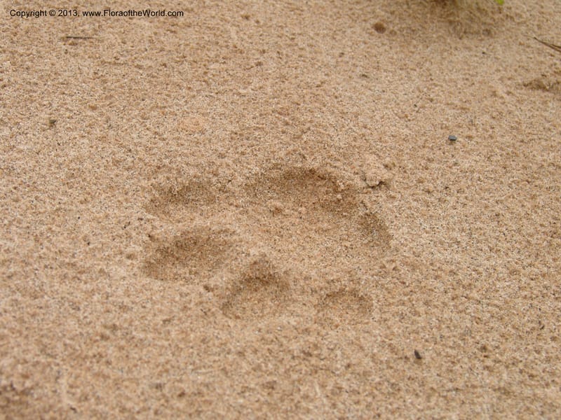 Ocelot track--Bolivia. Pq. Nal. Madidi. Rio Yariapo, 4 km E of Chalalan. 25 Sep 06. 074.jpg