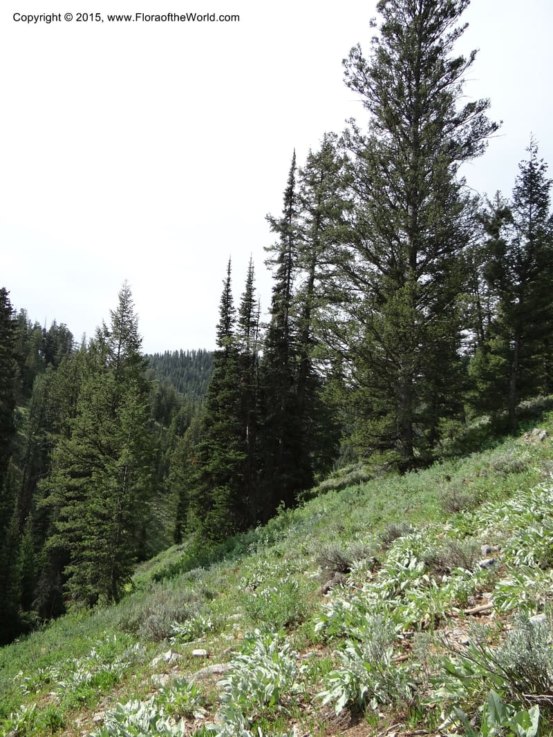 ID. Bear Lake Co. Mt. Sherman. 13 Jul 2012. DSC03473 (37).JPG