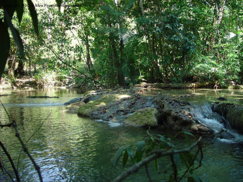 MX. Chiapas. Mpo. Ocozocoautla. 16 Mch 03. 044.jpg