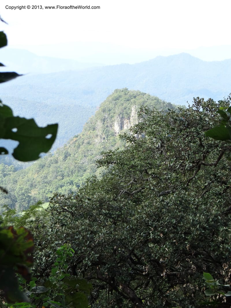 Thailand. Chiang Mai Prov. Doi Chiang Dao Wildl. Sanctuary. 11 Nov 2012. DSC08648 (107).JPG