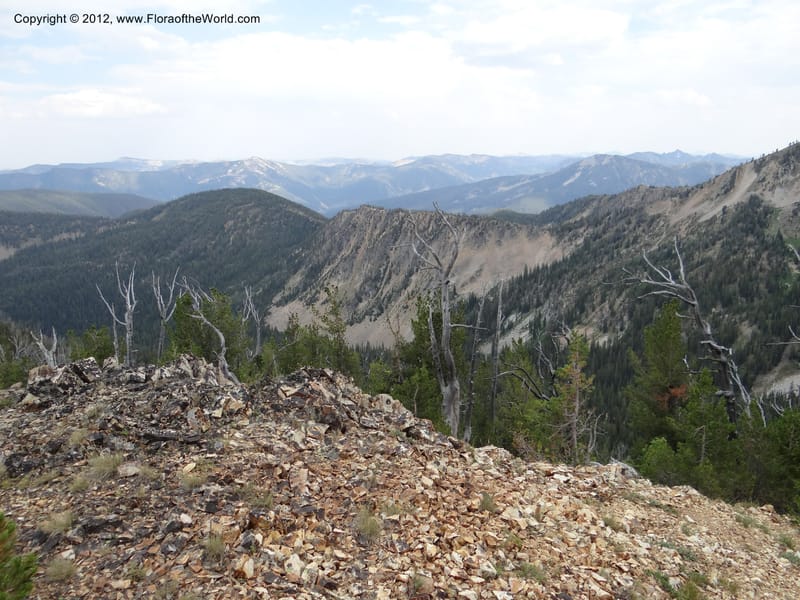 ID. Valley Co. Elk Summit. 7 Aug 2012. DSC04187 (72).JPG