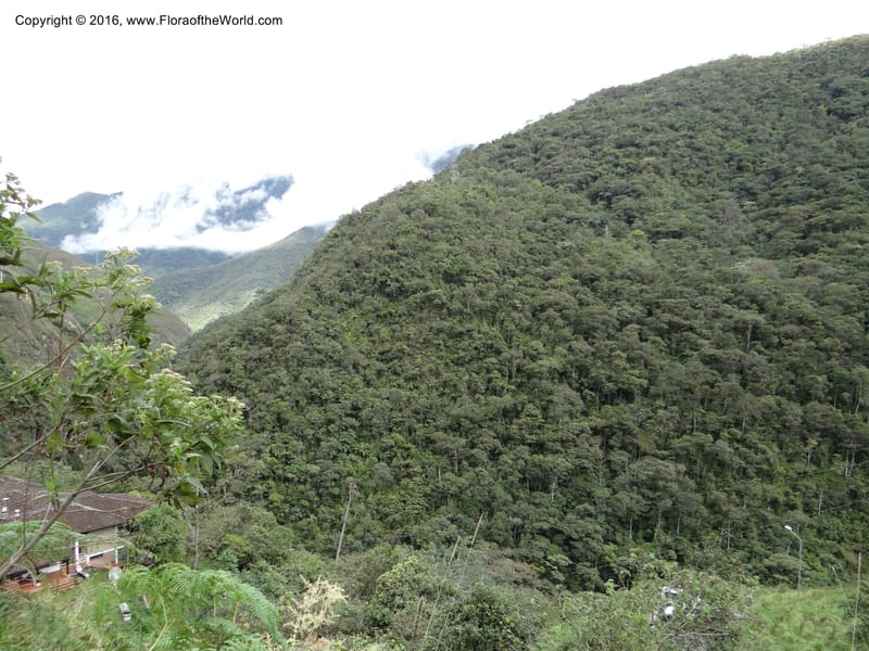 Ecuador. Zamora-Chinchipe. San francisco habitat. DSC05230 (5).JPG