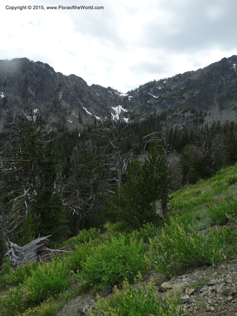 ID. Idaho Co. Seven Devils Camp Ground. 15 Jul 2014. DSC00113 (45).JPG