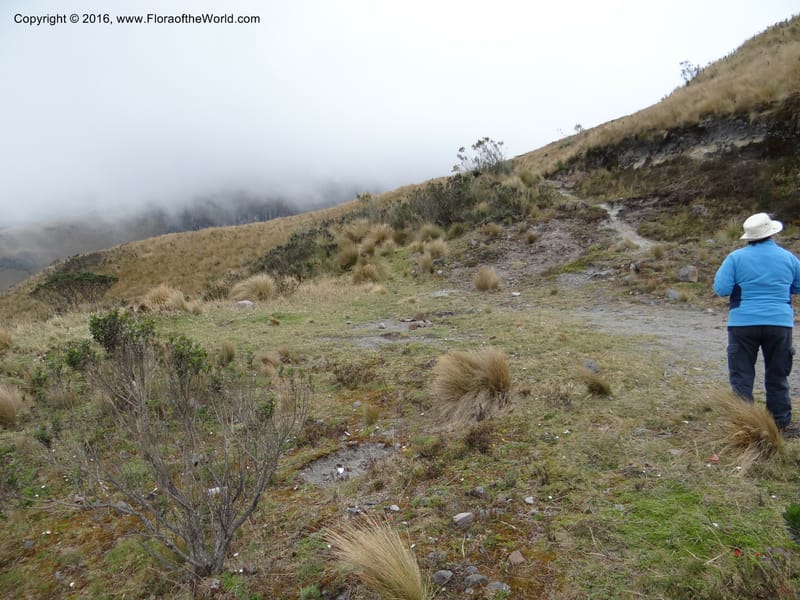 Views of Cotacachi Cayapas and Laguna Cuicocha. 4 Oct 2012. DSC06697 (3).JPG