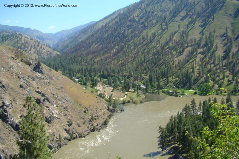 Idaho. Idaho Co. Salmon River. Shepp Ranch. 27 May 2009. 140.jpg