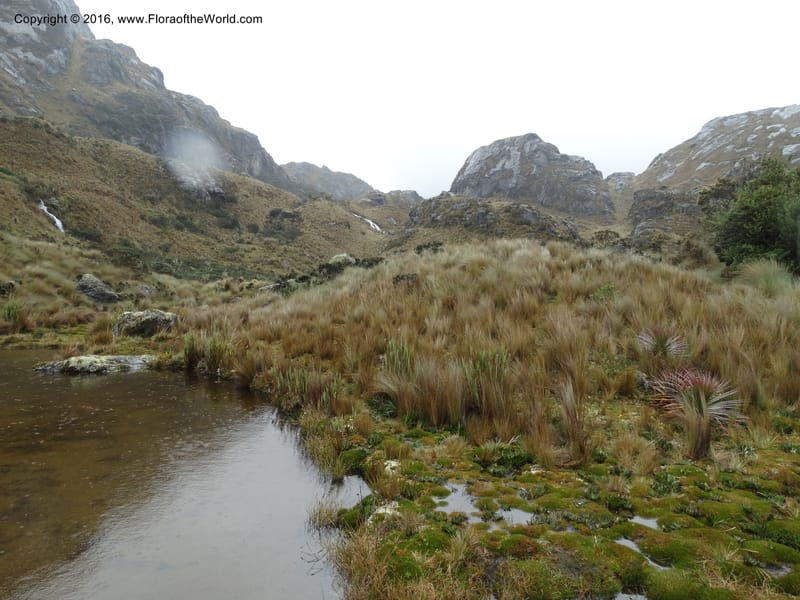 Ecuador. P. N. Cajas. 26 Apr 2015. DSC03197 (95).JPG