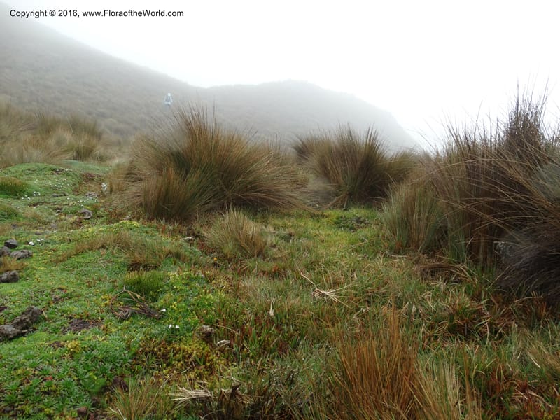 Ecuador. P. N. Cajas. Tres Cruces. 28 Apr 2015. DSC03499 (148).JPG
