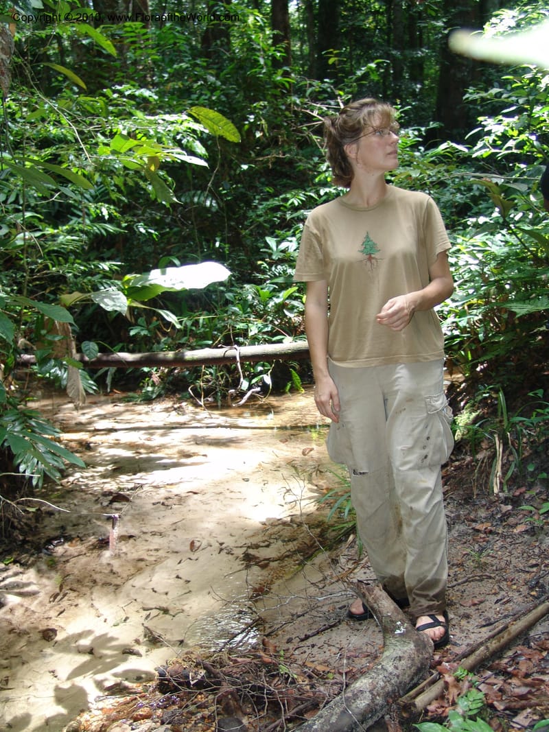 Gabon. Prov. Estuaire. Mondah Forest. 15 Apr 06. 204.jpg