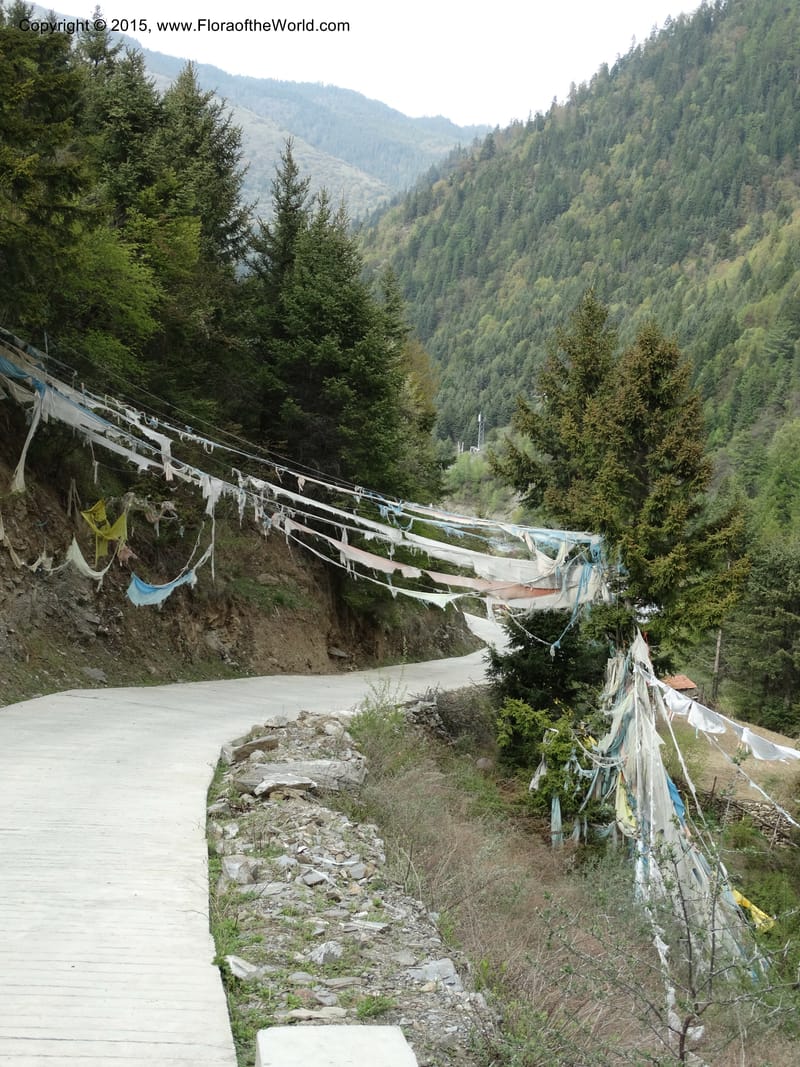 China. Sichuan. Siboguo Village. 9 May 2014. DSC04819 (84).JPG