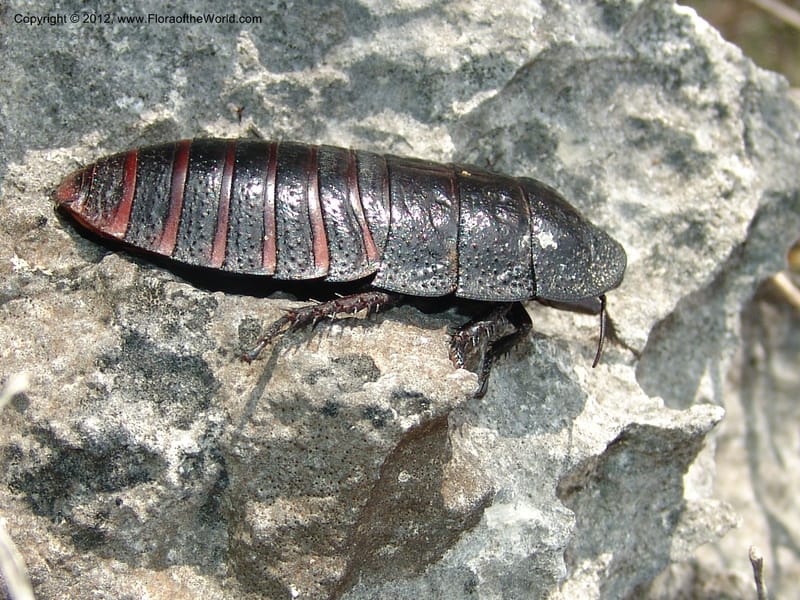 Pill bug--Madag. Prov. Toleara. La Table. 14 Jan 06. 087.jpg