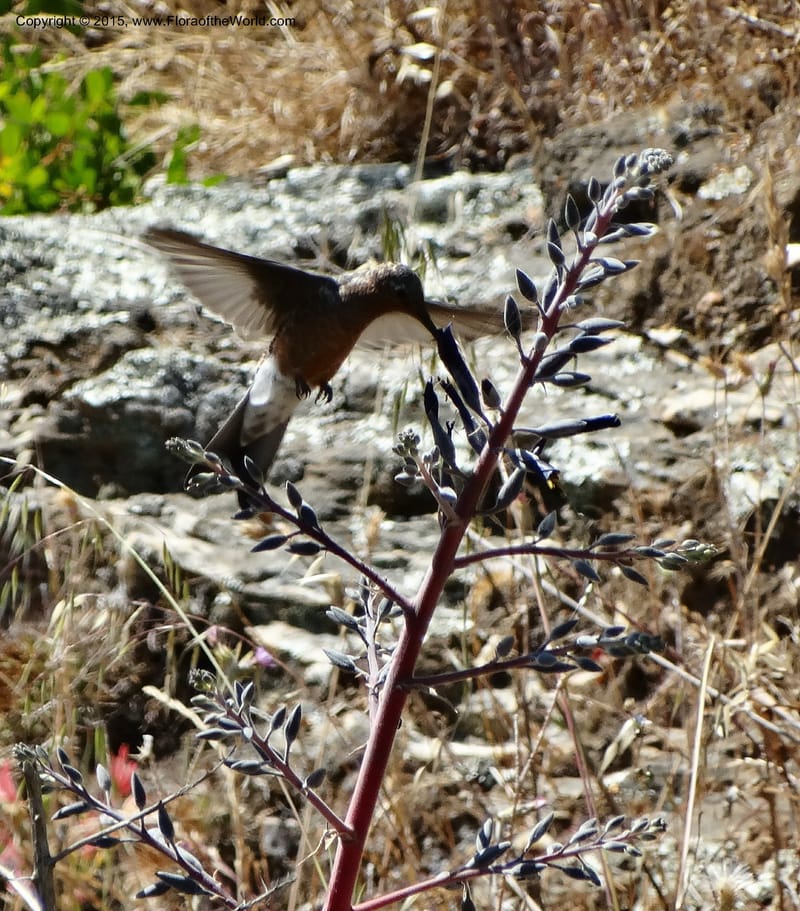Chile. Junquillar. 25 Nov 2014. Picaflor on Puya alpestre. DSC07767 (52).JPG
