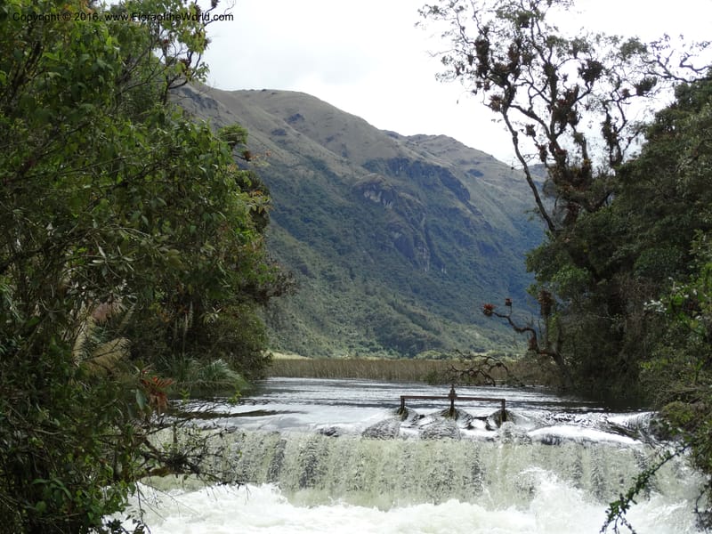 Ecuador. P. N. Cajas. 27 Apr 2015. DSC03385 (57).JPG