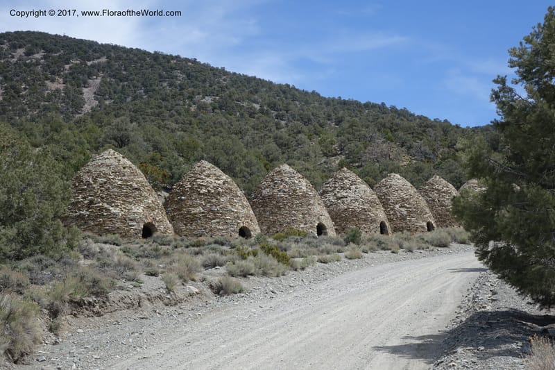 California. Inyo Co. Mahogany Flat Rd. Stop 1. 19 Apr 2016. DSC01513 (136).JPG