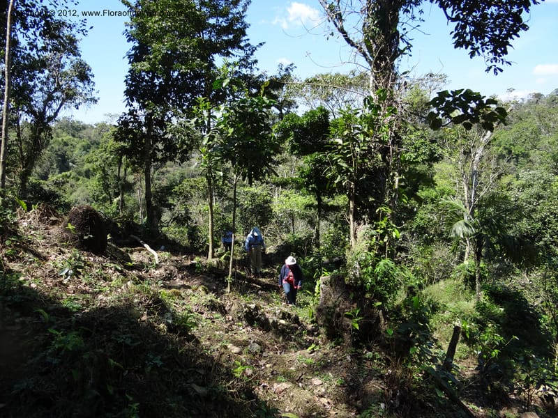 Mexico. Chiapas. El Ocote. 23 Feb 2012. DSC03244 (85).JPG