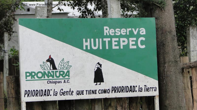 MX. Chiapas. Reserva Huitepec. 20 Sept 2010. 163 (1).jpg