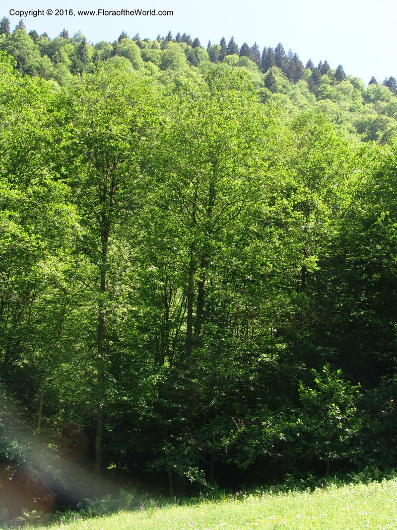 Georgia. Borjomi-Kharagauli Nat. Pk. 8  Jun 05. 153.jpg