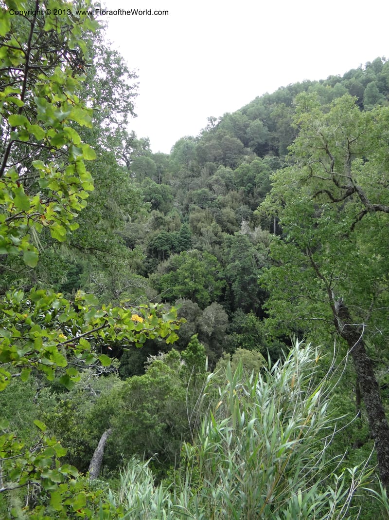 Chile. Reserva Nac. Los Queules. 15 Feb 2013. DSC01158 (40).JPG