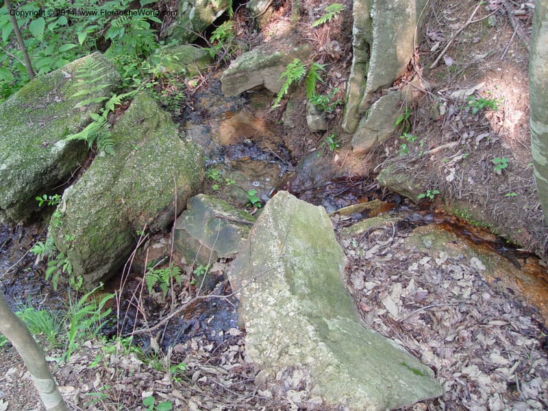 Japan. Toyota. Foresta Hills. CD16 Jul 03. 048.jpg