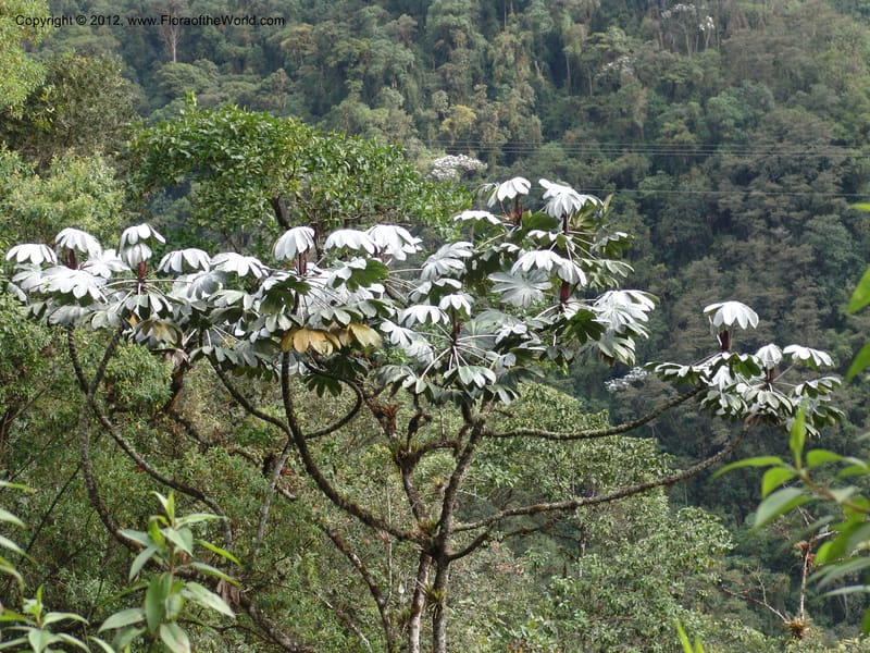 Cecropia--Ecuador. Prov. Pichincha. Old hwy Quito to Sto. Domingo. 12 Aug 04. 178.jpg