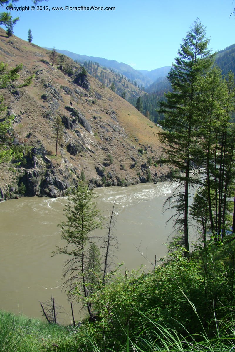 Idaho. Idaho Co. Salmon River. Polly Bemis Ranch. 27 May 2009. 071.jpg