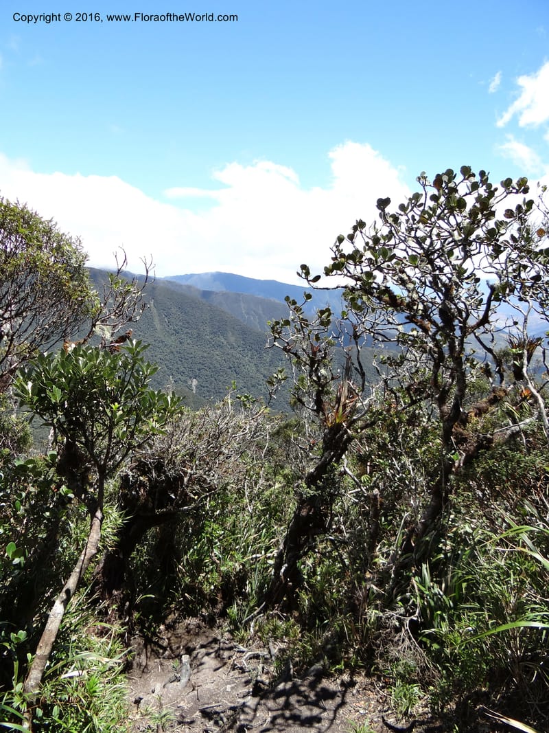 Ecuador. Loja. Podocarpus NP. Cajanuma. 29 Sep 2012. DSC05265 (361).JPG