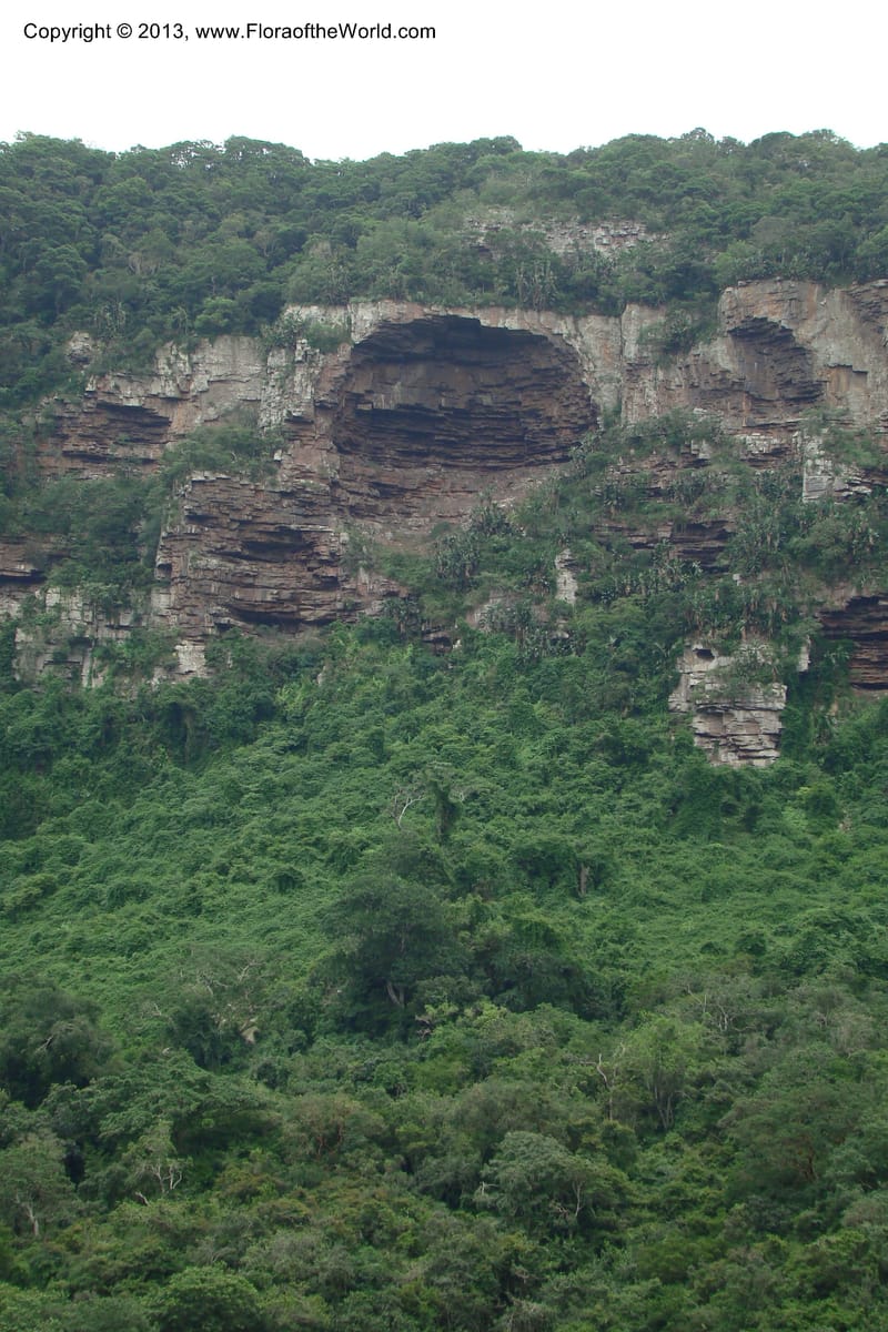 South Africa. KwaZulu-Natal. Krantzkloof Nat. Res. 24 Jan 09. 146.jpg