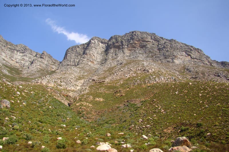South Africa. Cape Prov. Kogelberg Nat. Res. 21 Jan 09. 207.jpg