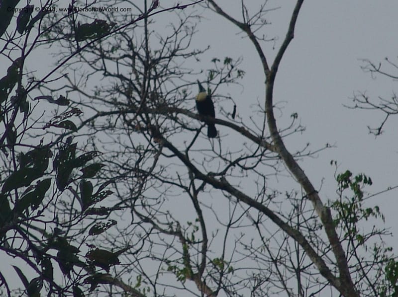 Peru. Edo. Madre de Dios. ACEER Res. Ctr. Mango Trail. 23 Oct 05. 039.jpg