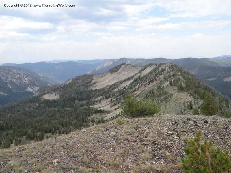 ID. Valley Co. Elk Summit. 7 Aug 2012. DSC04187 (71).JPG