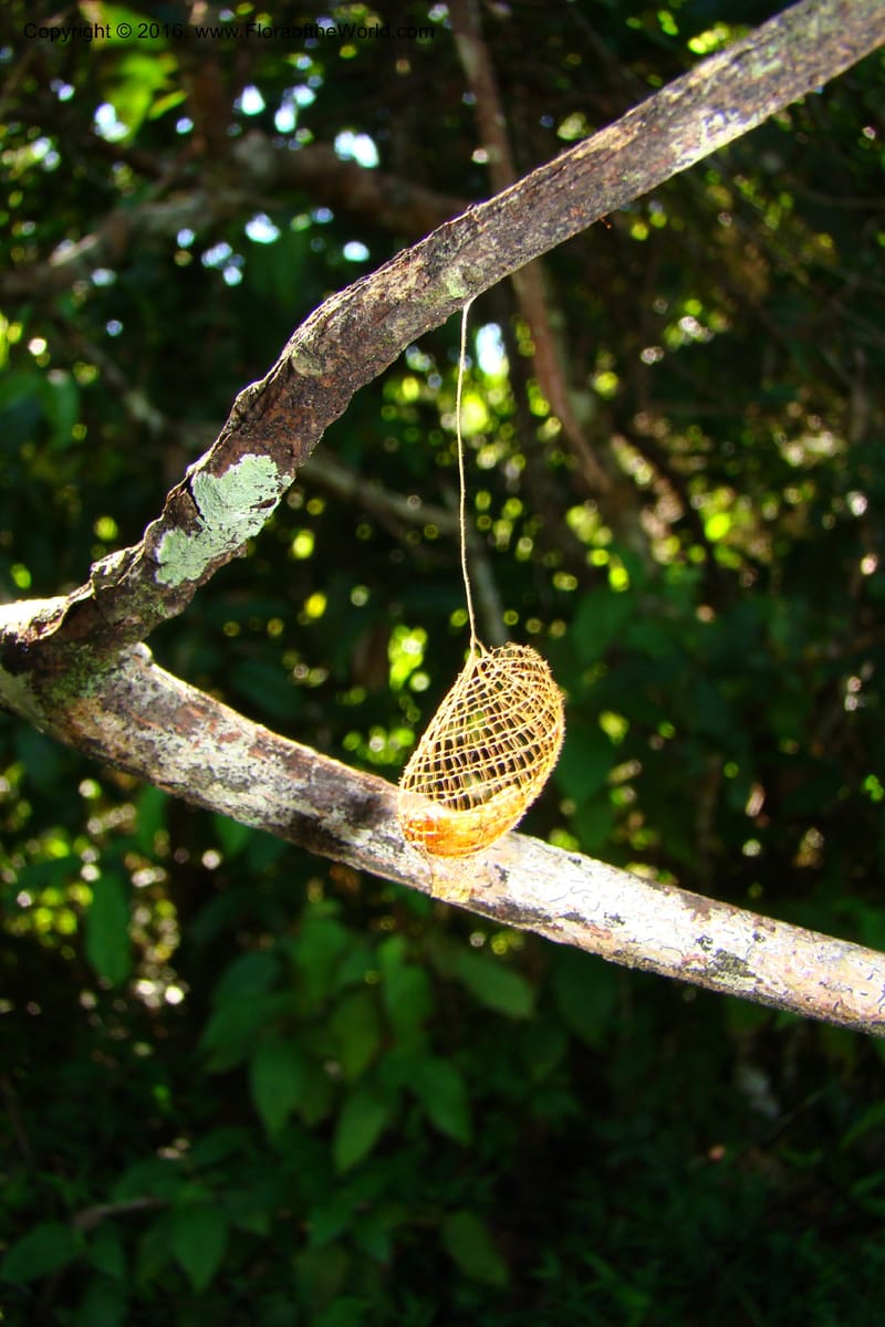 Peru. Loreto. Dist. Nauta. Miraflores, Rio Tigre. 10 Nov 08. 744.jpg