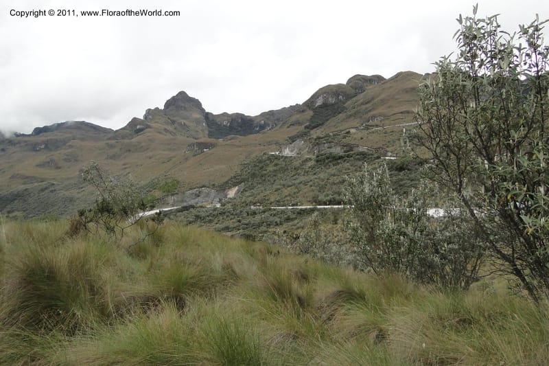 Ecuador. Cajas. P. N. Surocucho. 9 Jun 2011. 575.jpg