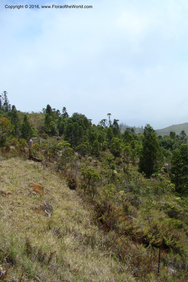 New Caledonia. Mont Do. 20 Jan 2010. 001 (99).jpg