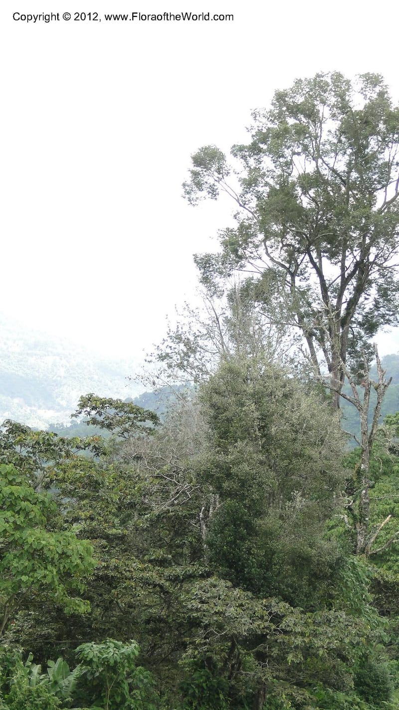 MX. Chiapas. Tres Picos. 19 Sept 2010. 035.jpg