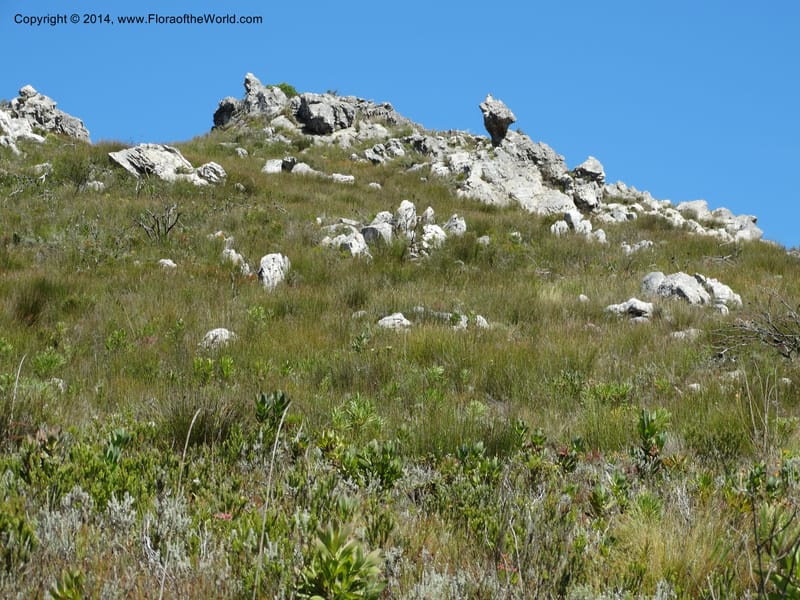 South Africa. Western Cape. Franschhoek Pass. 18 Jan 2014. DSC00120 (66).JPG